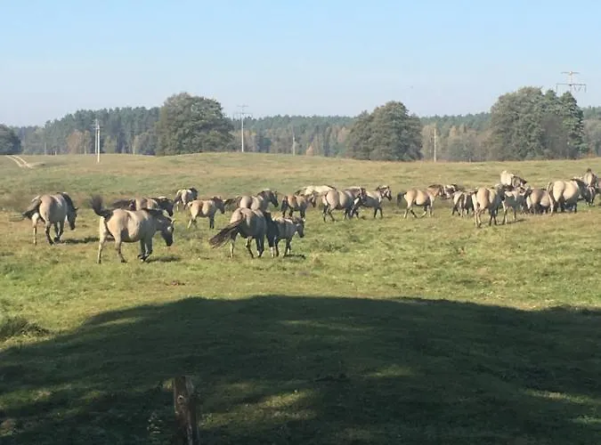 Calm House - Dom Nad Jeziorem Do Wynajecia 빌라 Krzynia