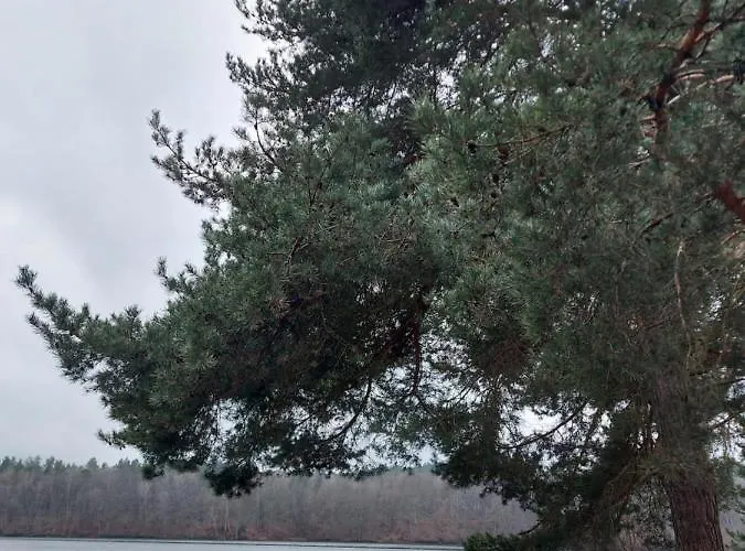 Calm House - Dom Nad Jeziorem Do Wynajecia Krzynia